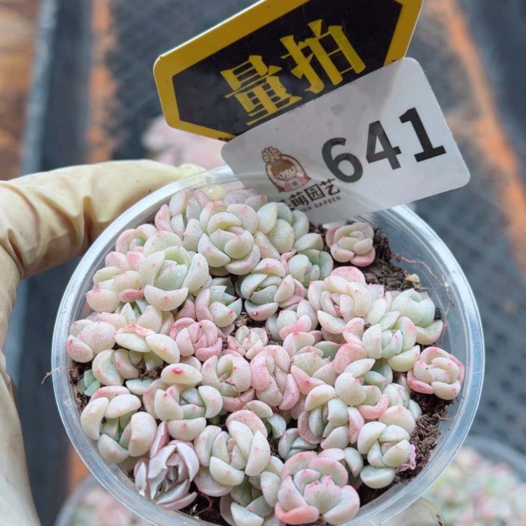 多肉植物多肉植物