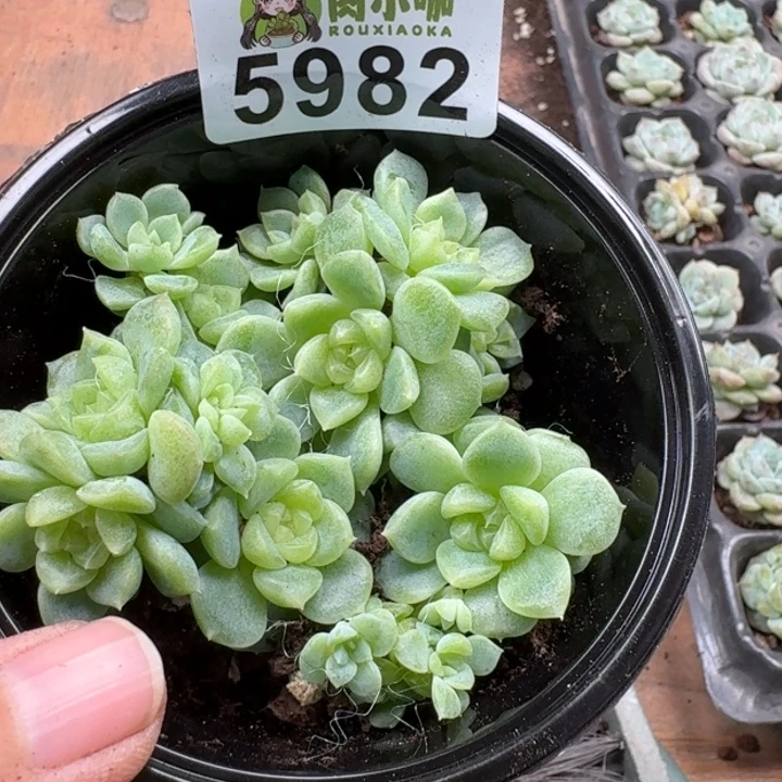 多肉植物多肉植物