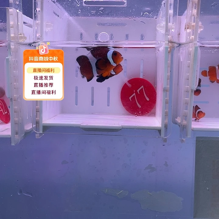 海水鱼焦糖玛瑙一对