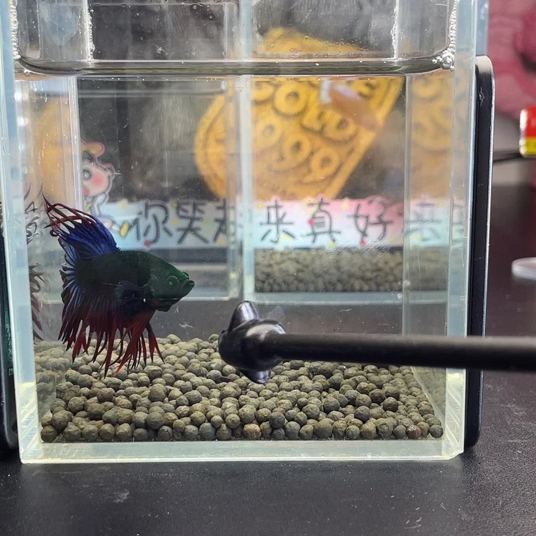 斗鱼62号101早绿毒