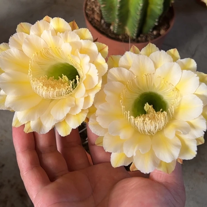 实生仙人球大球5685