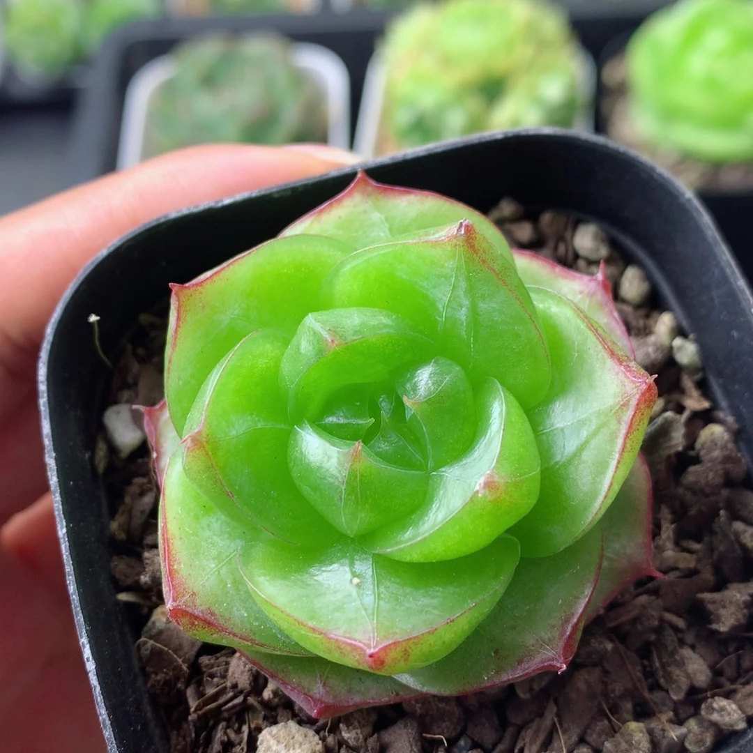 58包邮  群生不包整 33