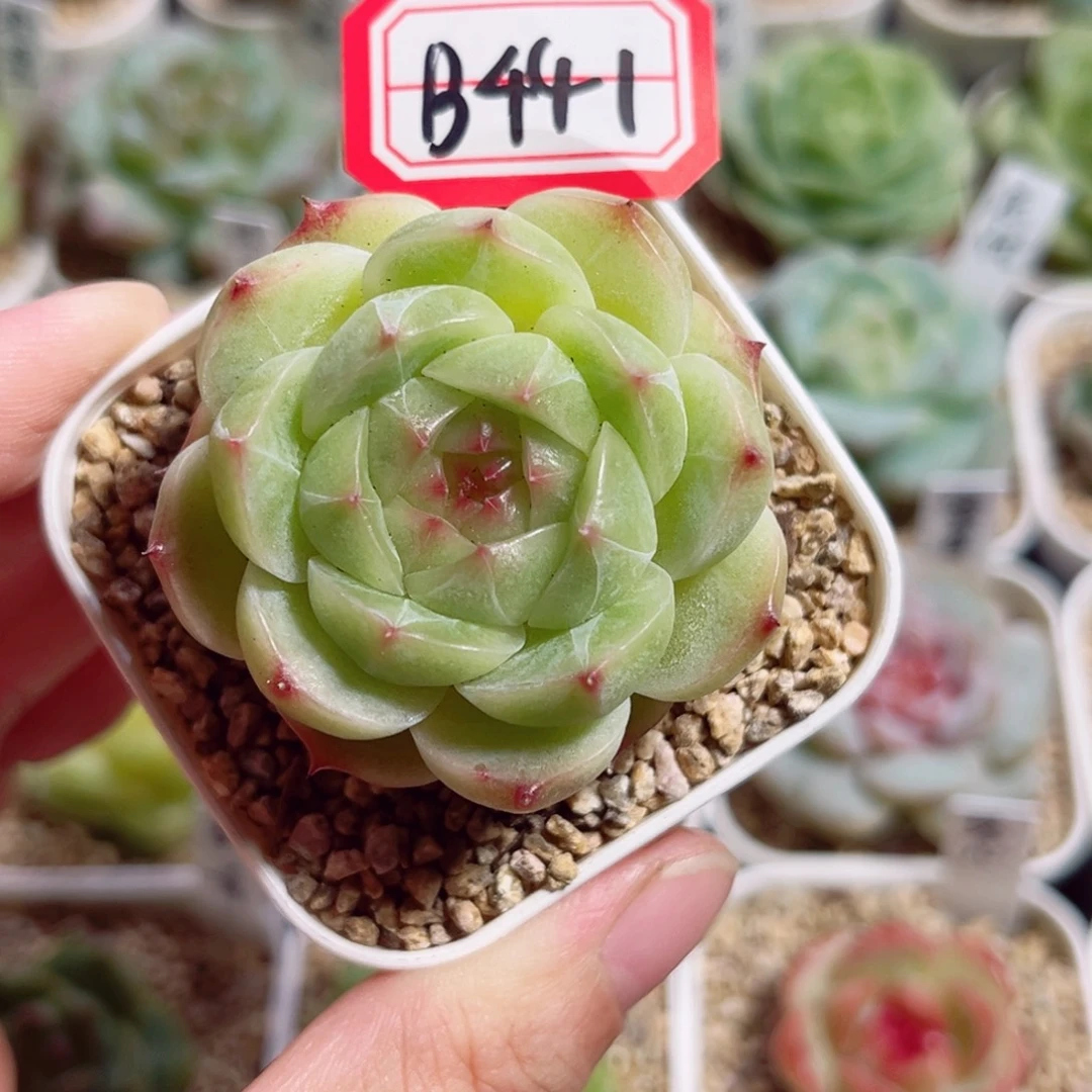 B441 一物一拍 无名