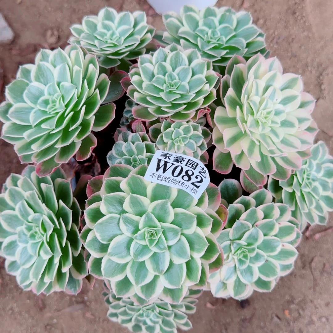 海王法师082冠幅26