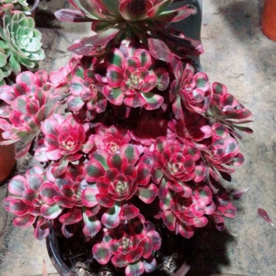 用***4无花朵53号丽娜粉体法师多肉植物