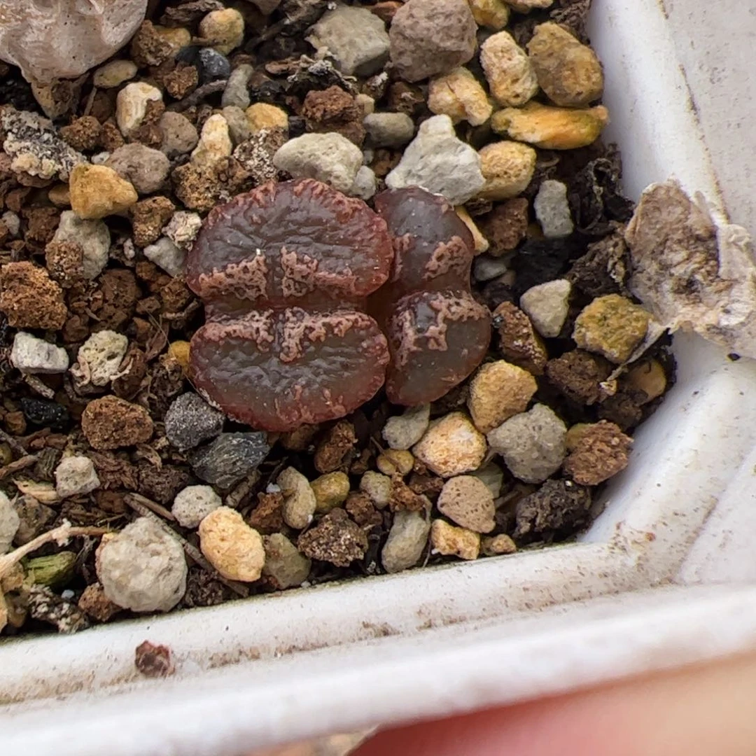 歪***o073号超碟+保温箱 多肉植物