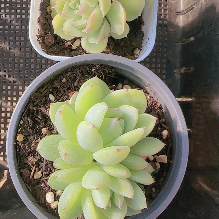 花时光精品多肉65