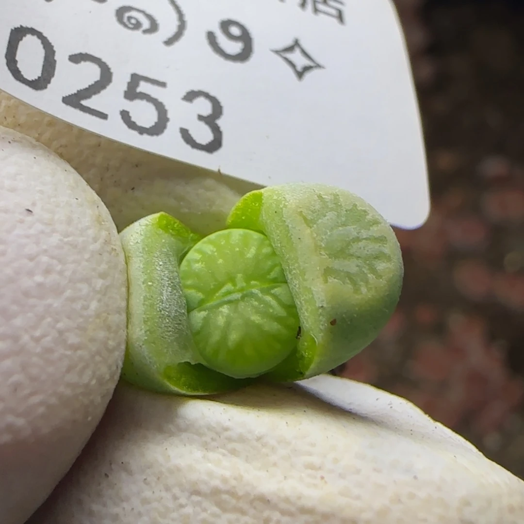 0253。绿巴黎版。。。。。。