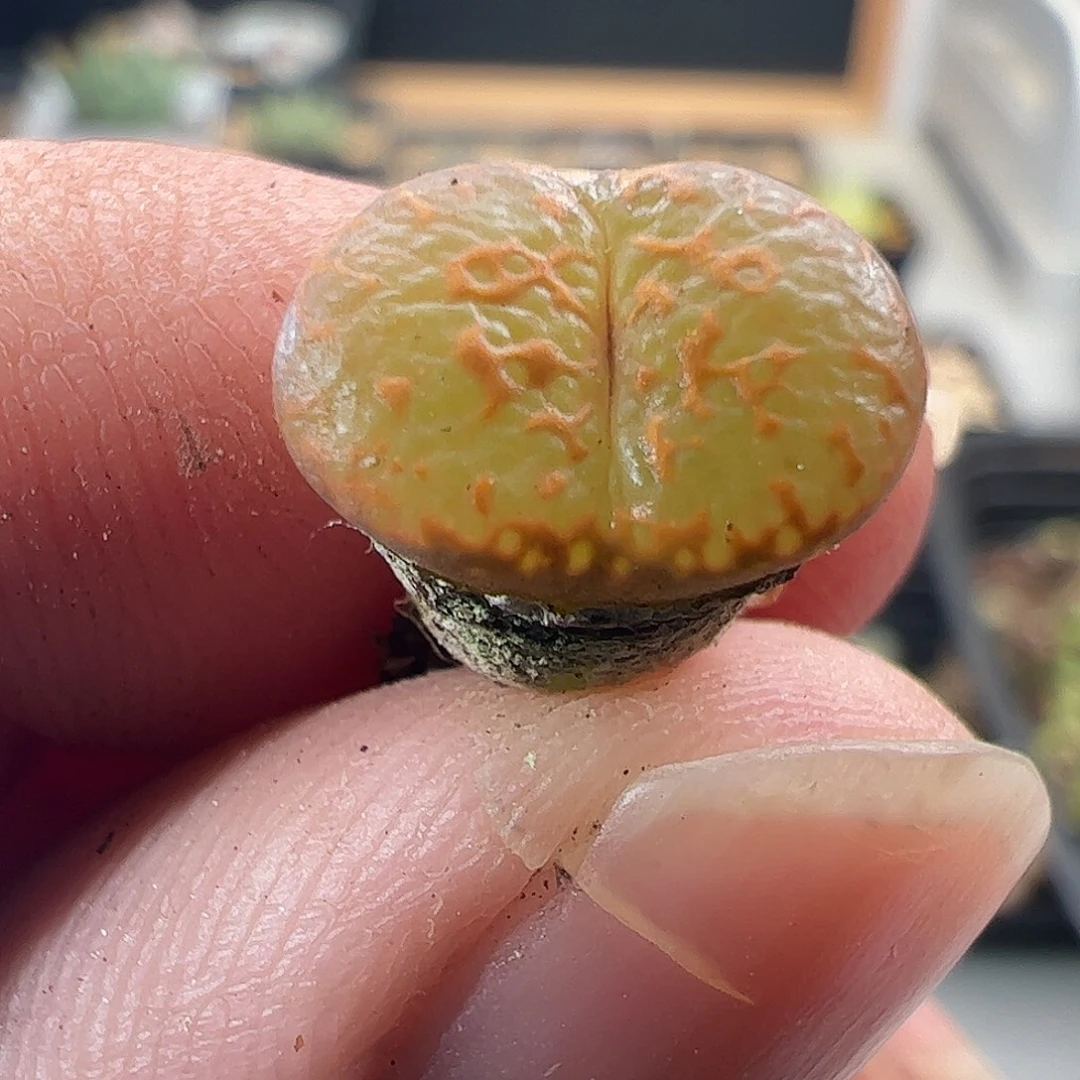 一物一拍。      710