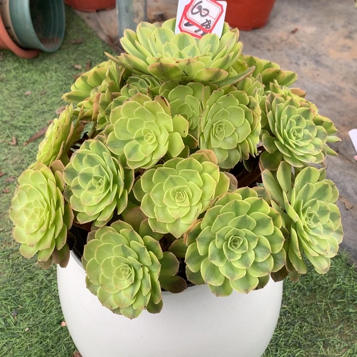 60雨荷精品法师多肉