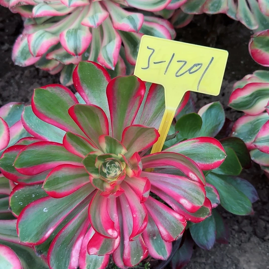 3+1201++4多头多肉植物