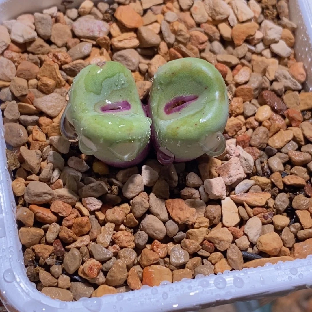 双头贝特芬双头贝特芬