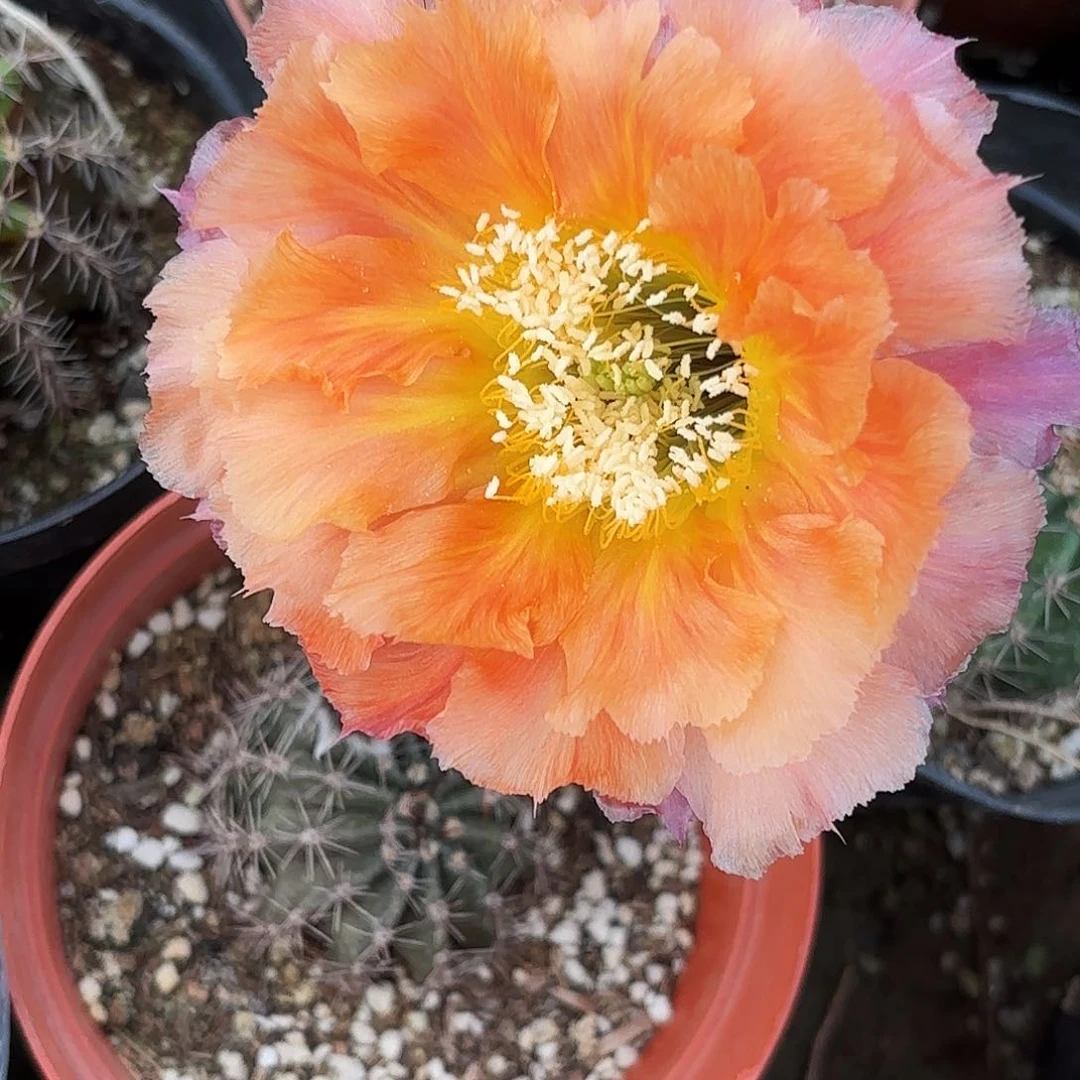 带根香槟彩带根仙人球瑕疵4-5公分