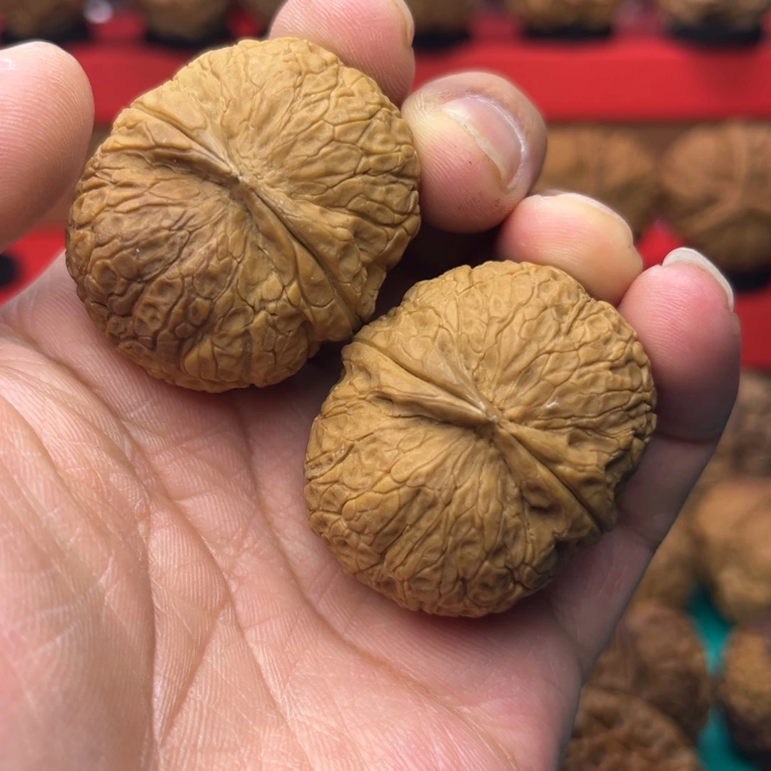 核桃20号麒麟蟒珠38