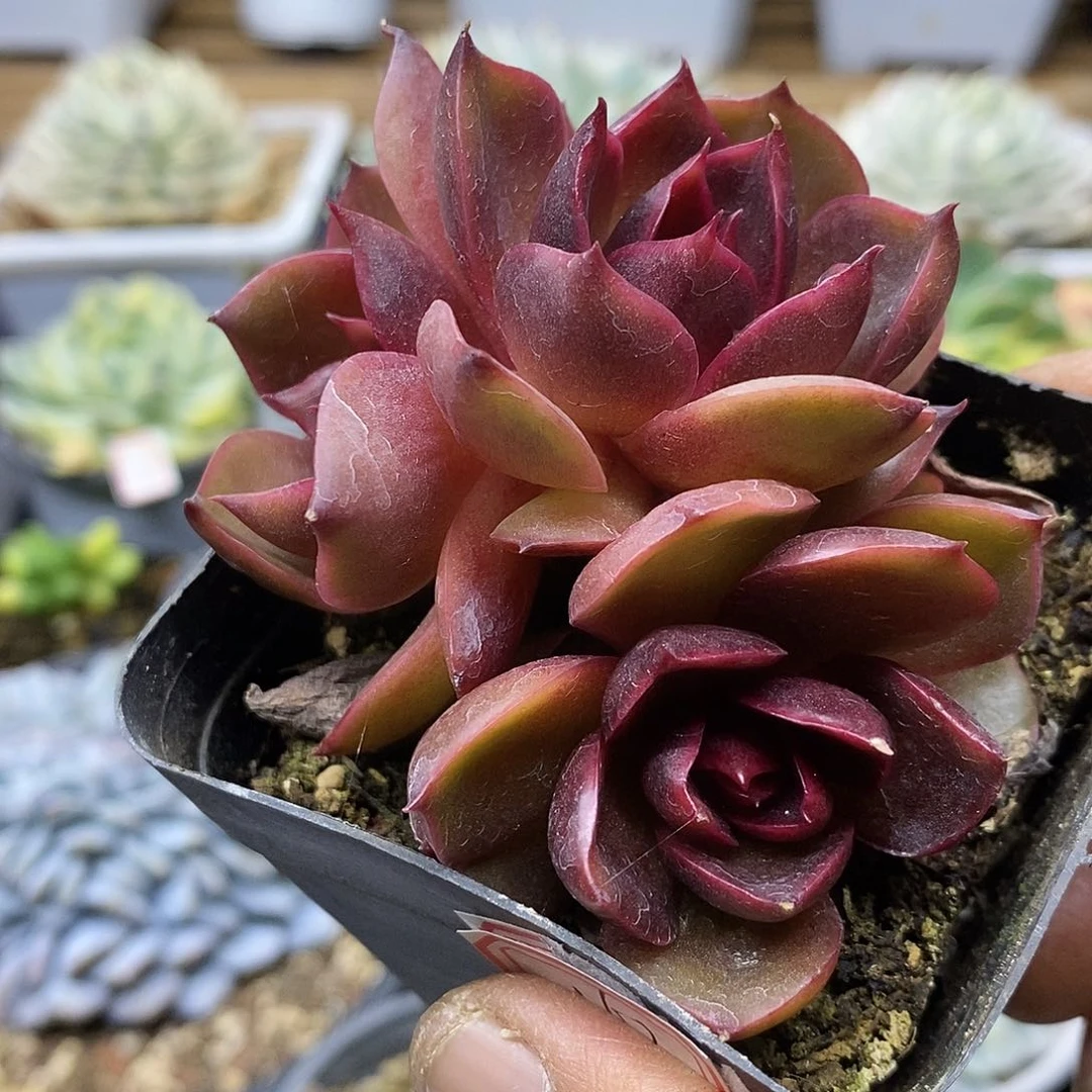 18163 红灯 3 头多肉