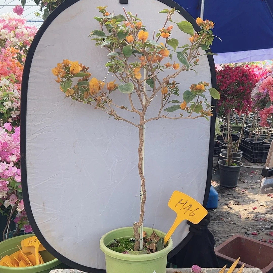 开****大部分花苞少量开放H46金色光辉