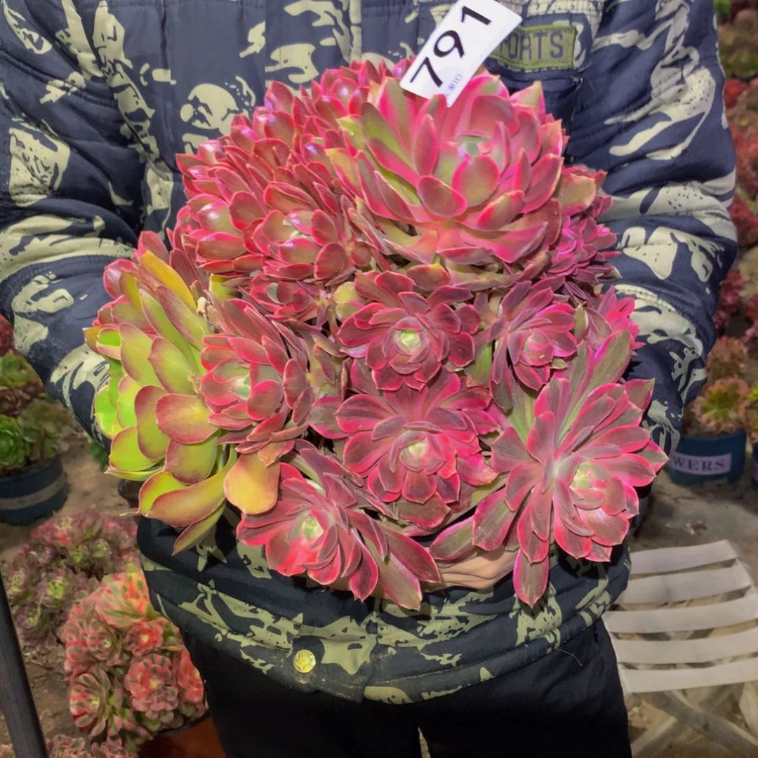 法师多肉植物791