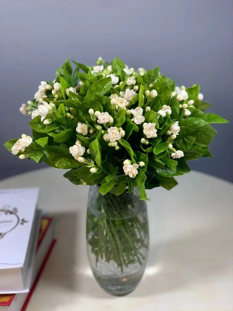 （蔓蔓）茉莉花1扎 20%防损 1单包邮