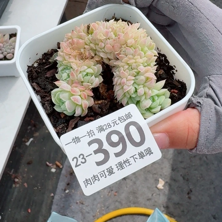 羊脂球缀化无盆土发货无