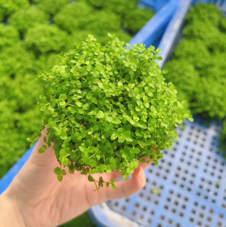 爬地珍珠大坨前景新手水草鱼缸水草植物坨草专用造景