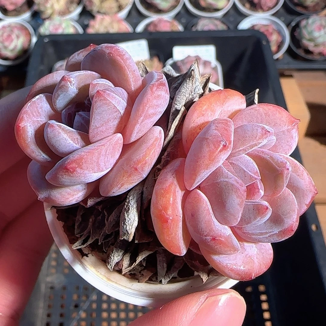 多肉1203-20石榴籽星影