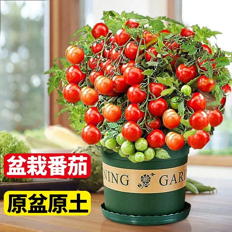 矮生小番茄盆栽种子带花带果带盆发货室内外均可栽种适合新手