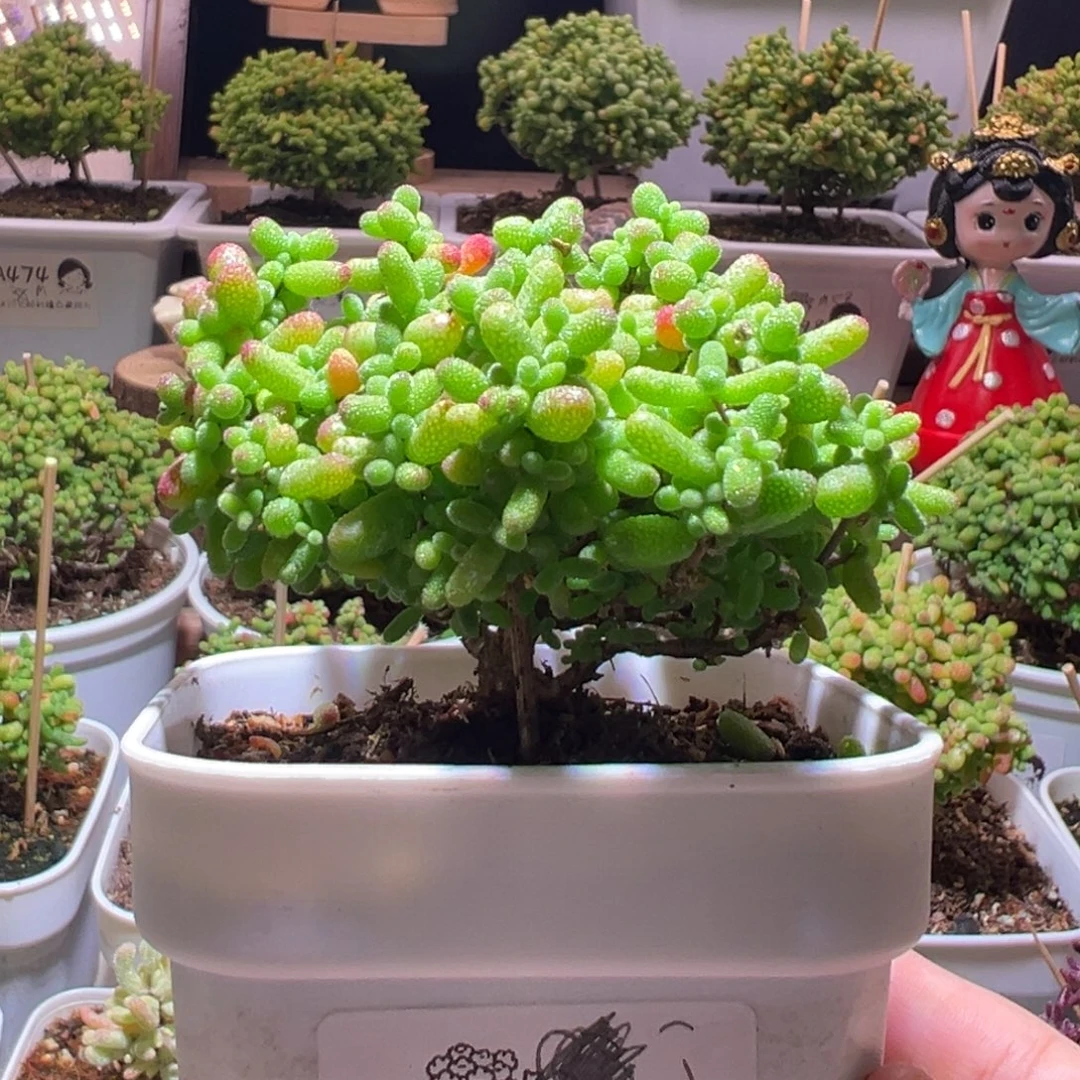 025蜜橘一物一拍带盆土发货