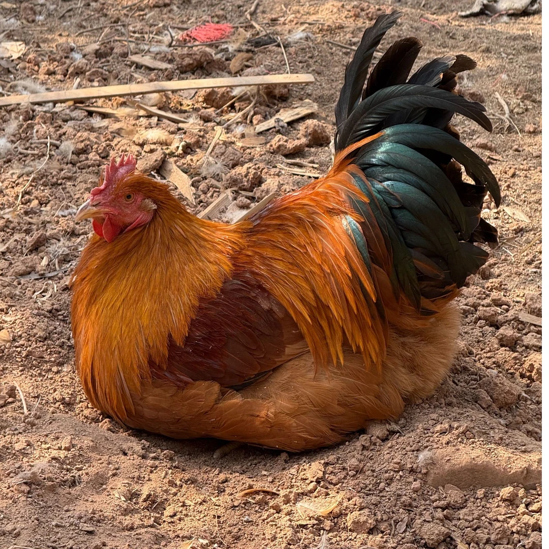 280以上天广西农村散养三黄阉鸡现抓现发现宰顺丰发货活体冰鲜鸡