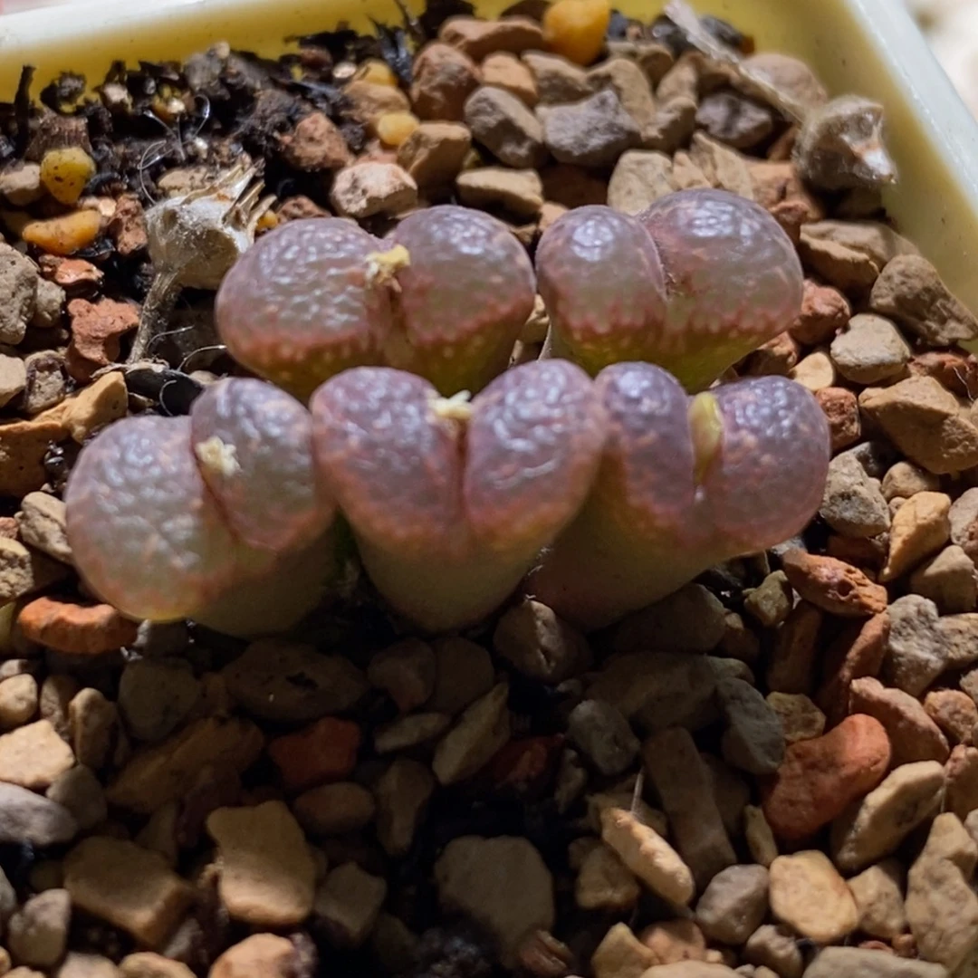 粉粉满窗泡泡粉粉满窗泡泡