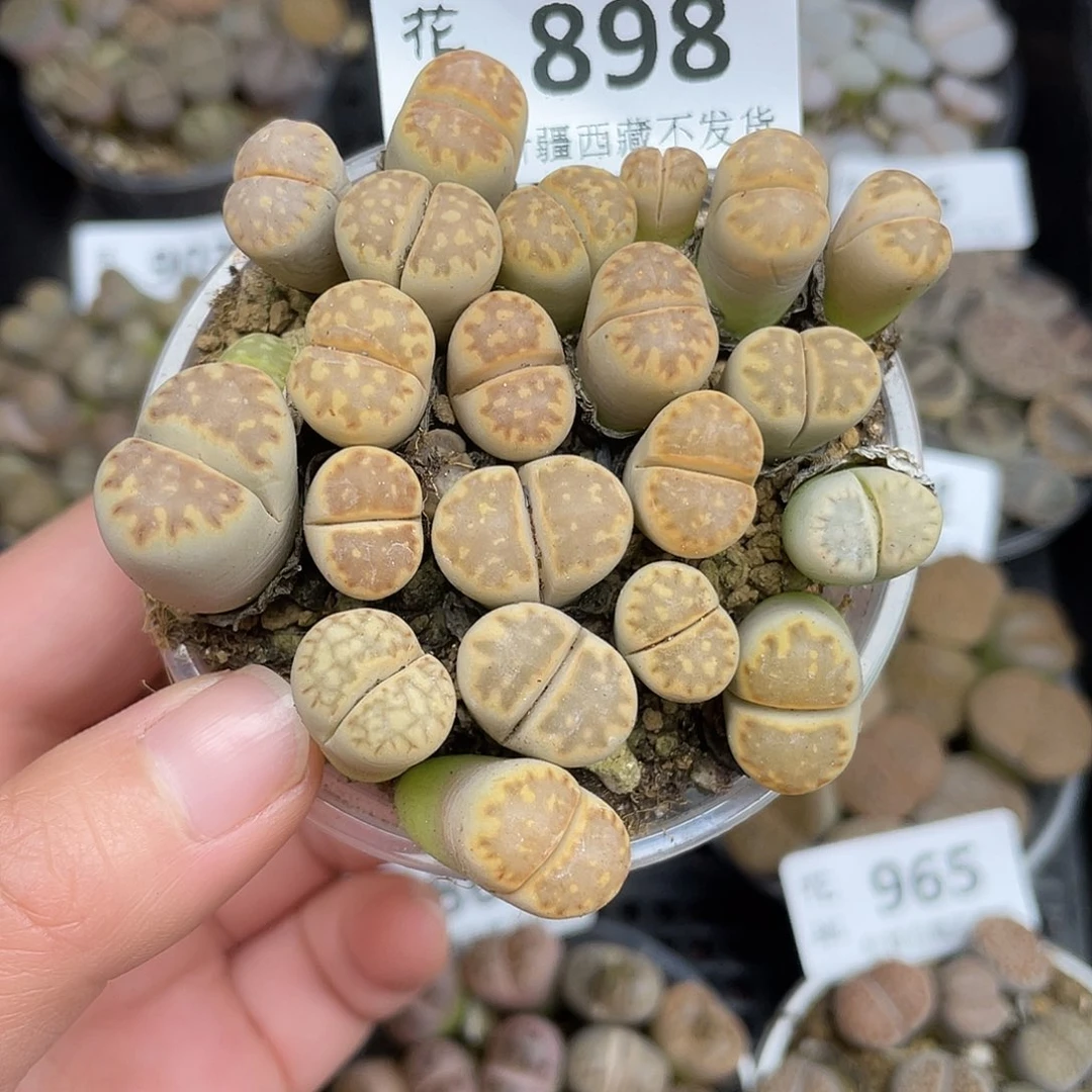 89800000花花花花花花花花花花花花