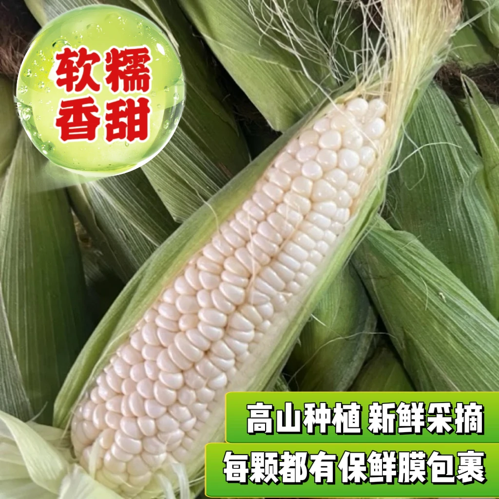 （现摘现发）仙女山928小甜糯玉米软糯香甜