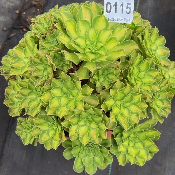 韶华01155555555555