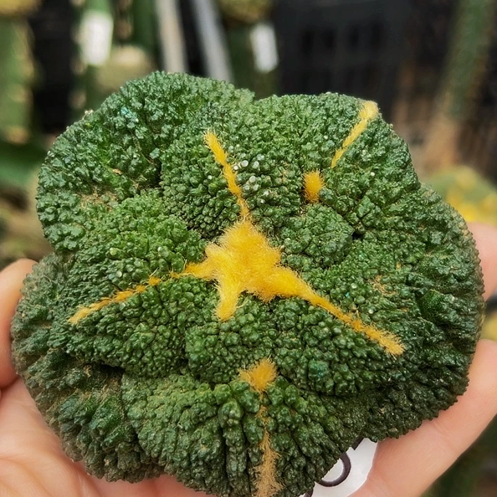 无花朵落地自根大尤哥斯拉牡丹654
