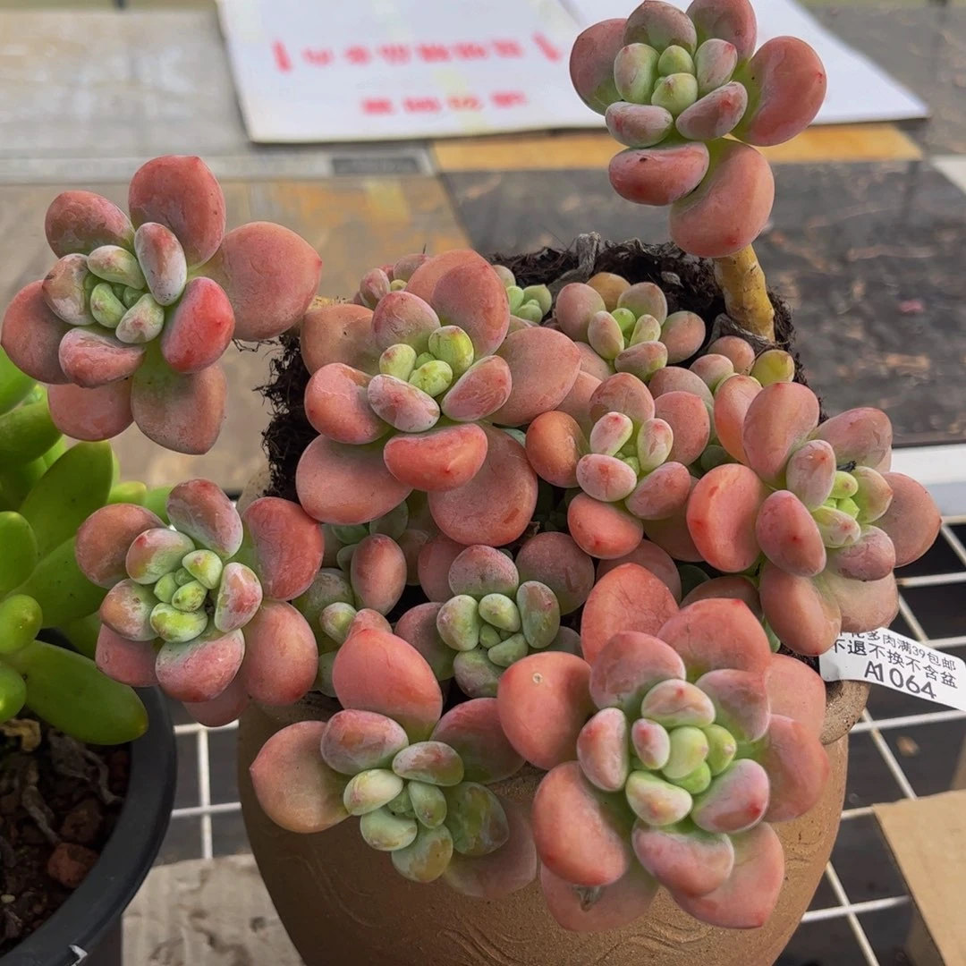 064-老庄红洛神多肉15cm