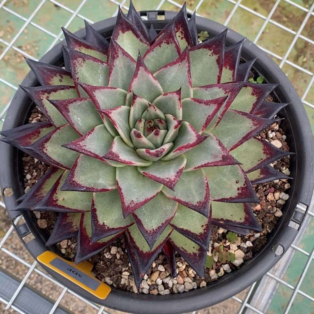 开****?史蒂夫B-25.7.9