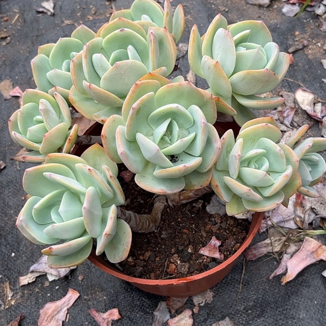 【闪购商品】无花朵顺**?