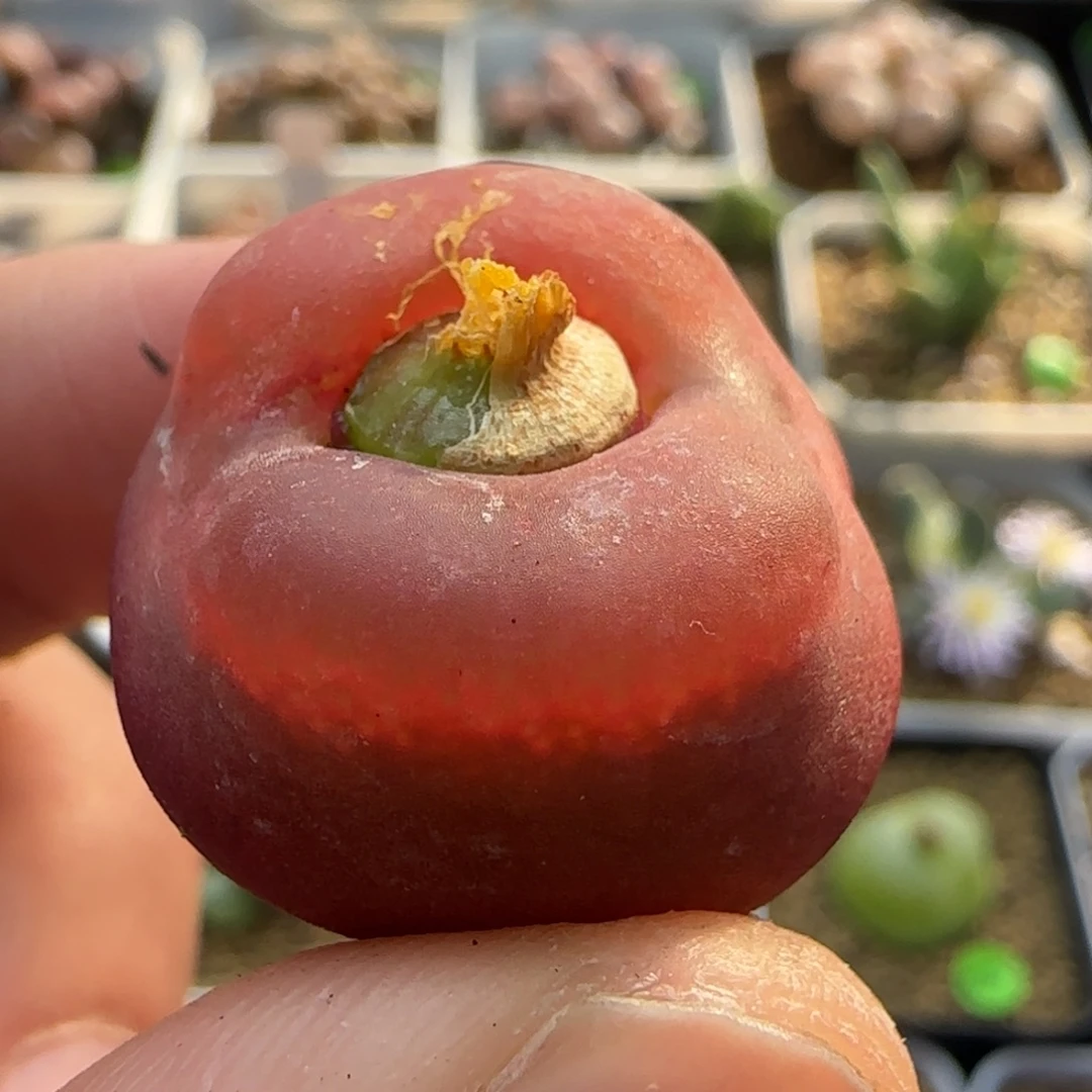 翻窗漂亮多肉植物456