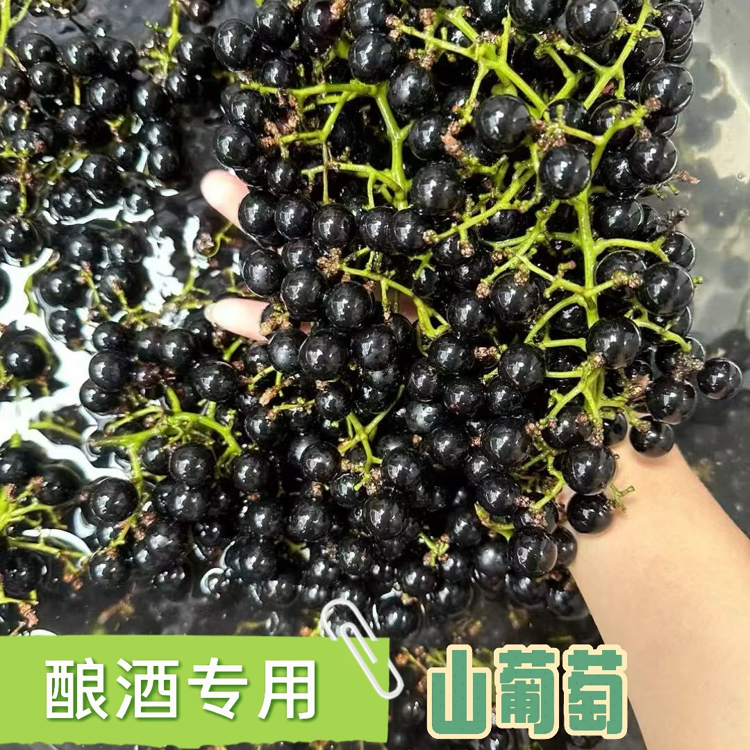 【广西瑶山】新鲜野生葡萄手工纯酿