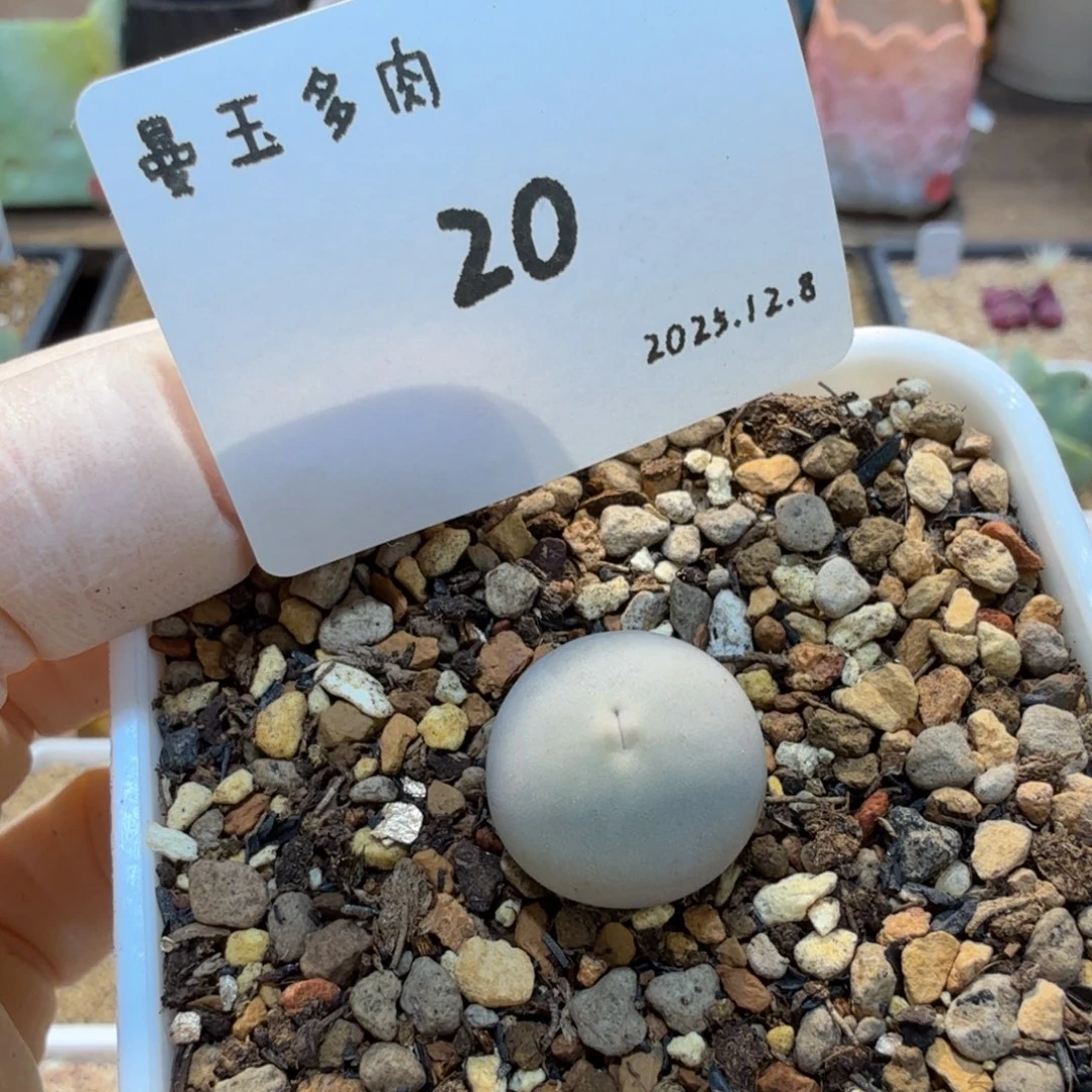 多肉多肉多肉12.8-020 V嘴SH434