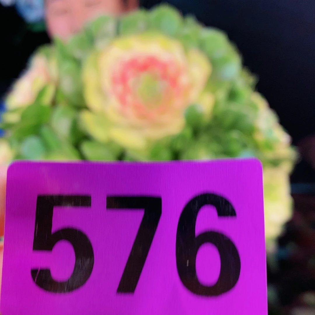 ssssssssssssssssssssss576