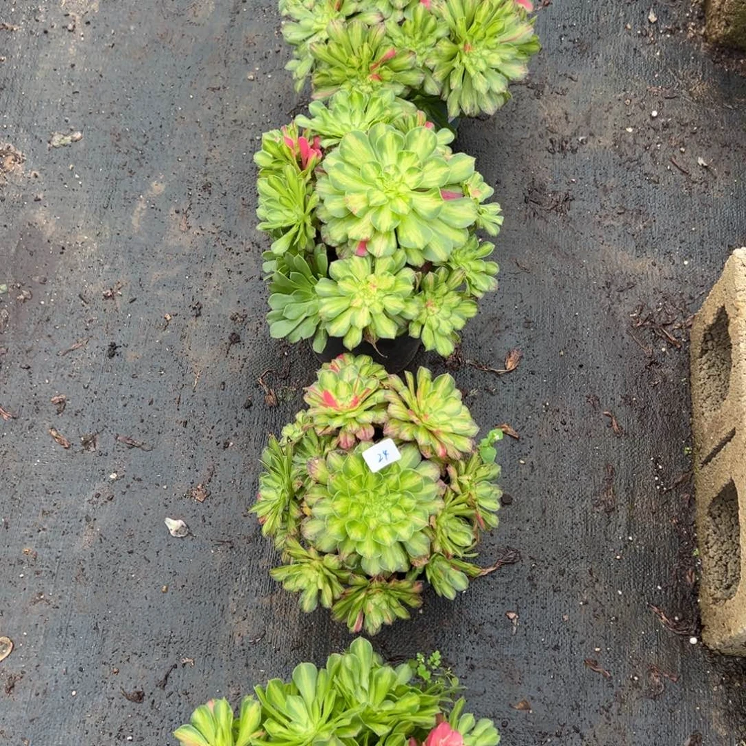 24知否25多肉嘻嘻嘻