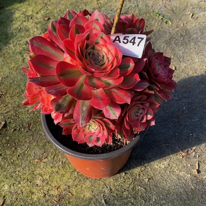 爱****乐倾城多肉植物547