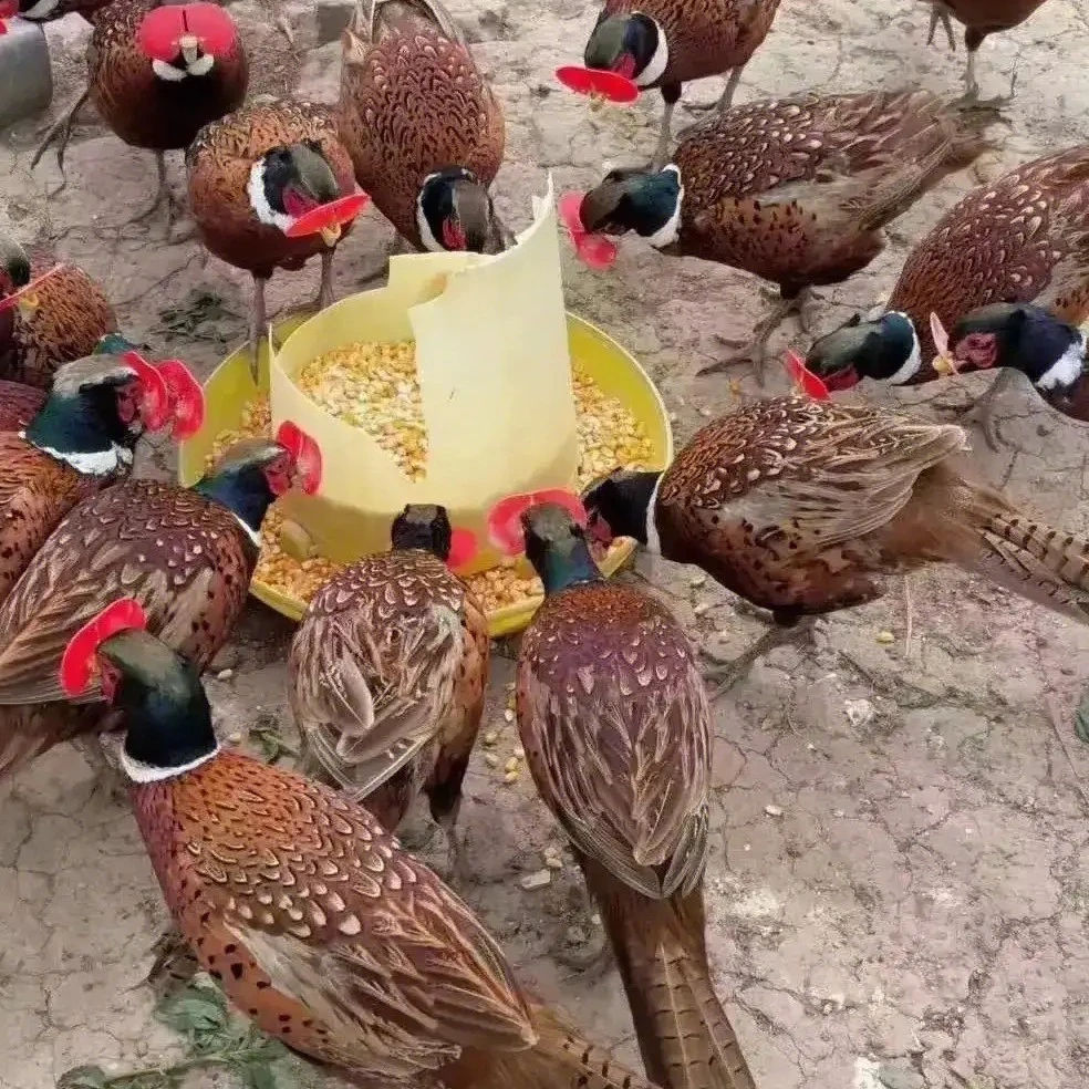 1公2母 七彩山鸡农家散养宠物鸡 长尾鸡生鲜