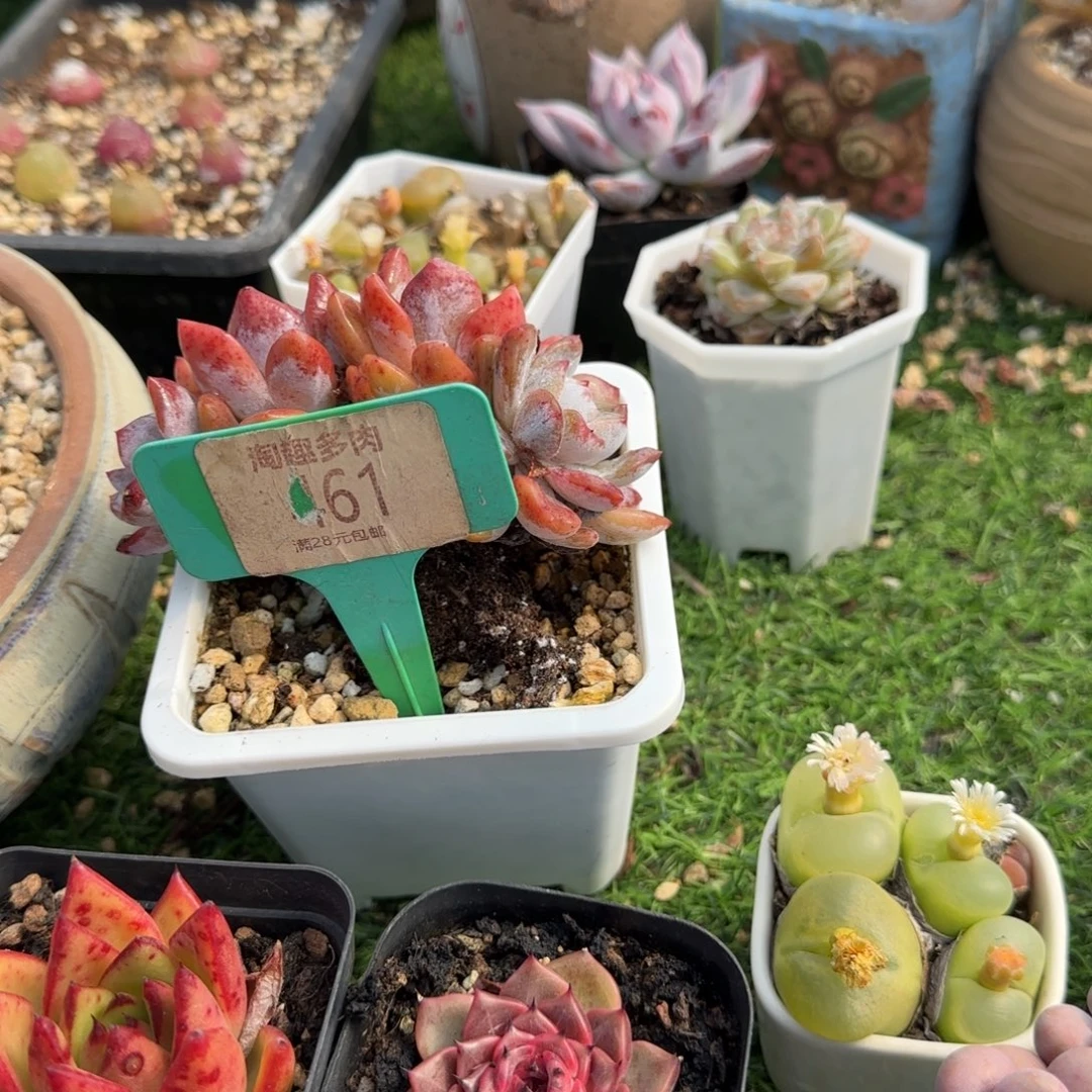 *****多肉植物吸引朵朵坠