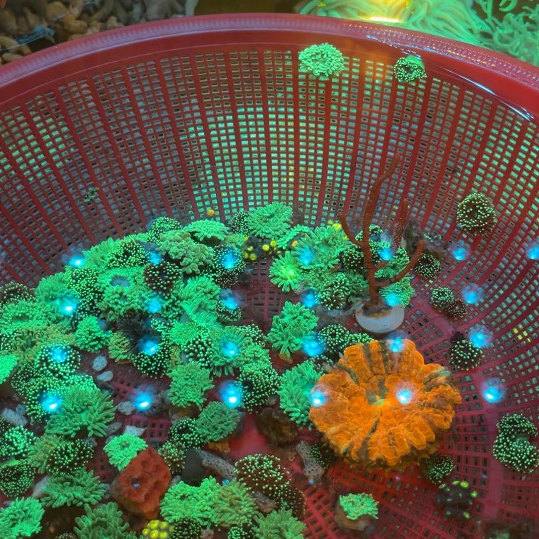 俗***人奶嘴海葵绿石葵2222