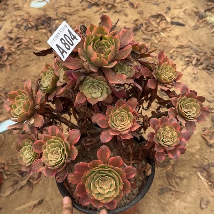 烟花……多肉植物……
