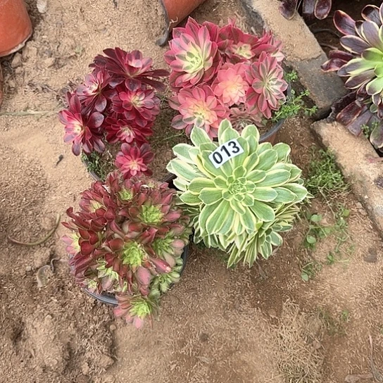 ?****靠多肉植物套餐013号有砍不包断枝