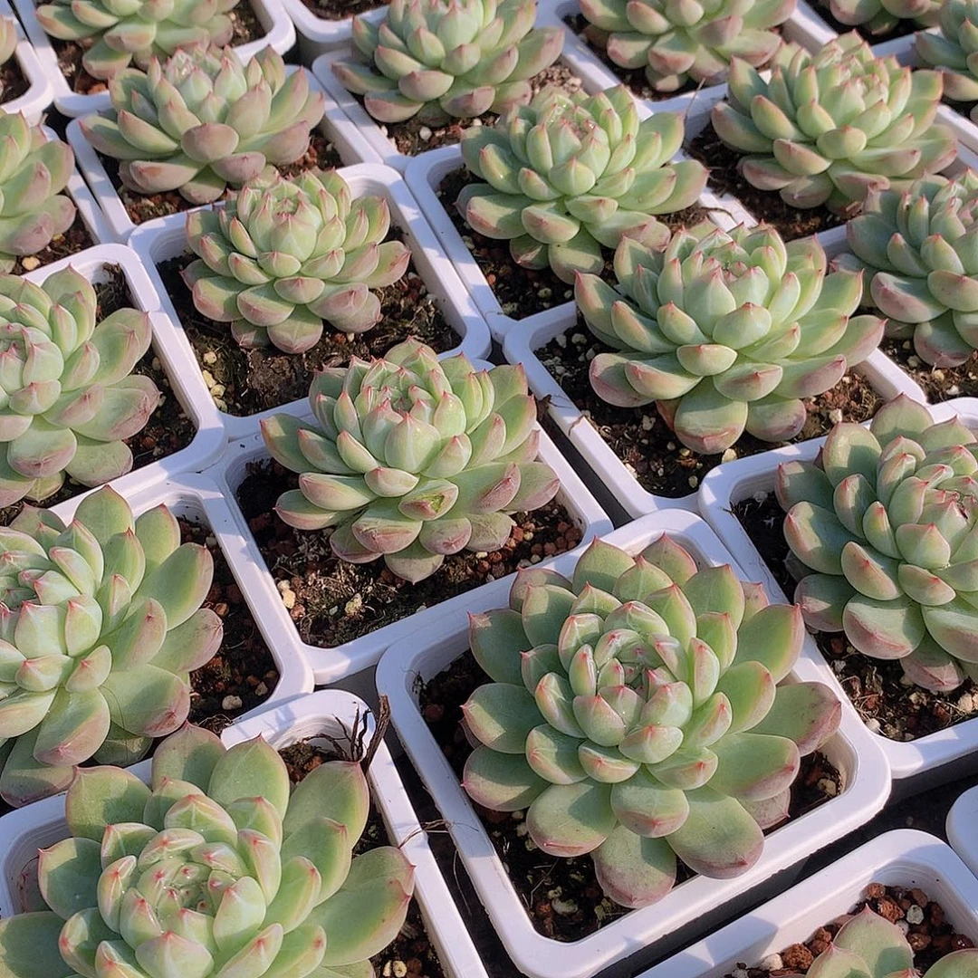 雪花珍妮00000000000000000