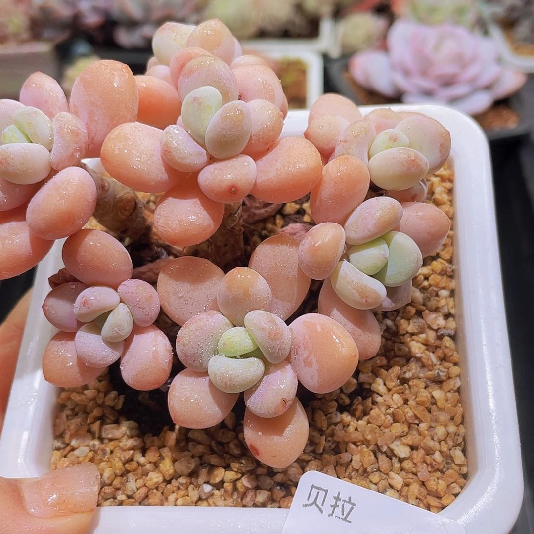 743 精品多肉一物一拍