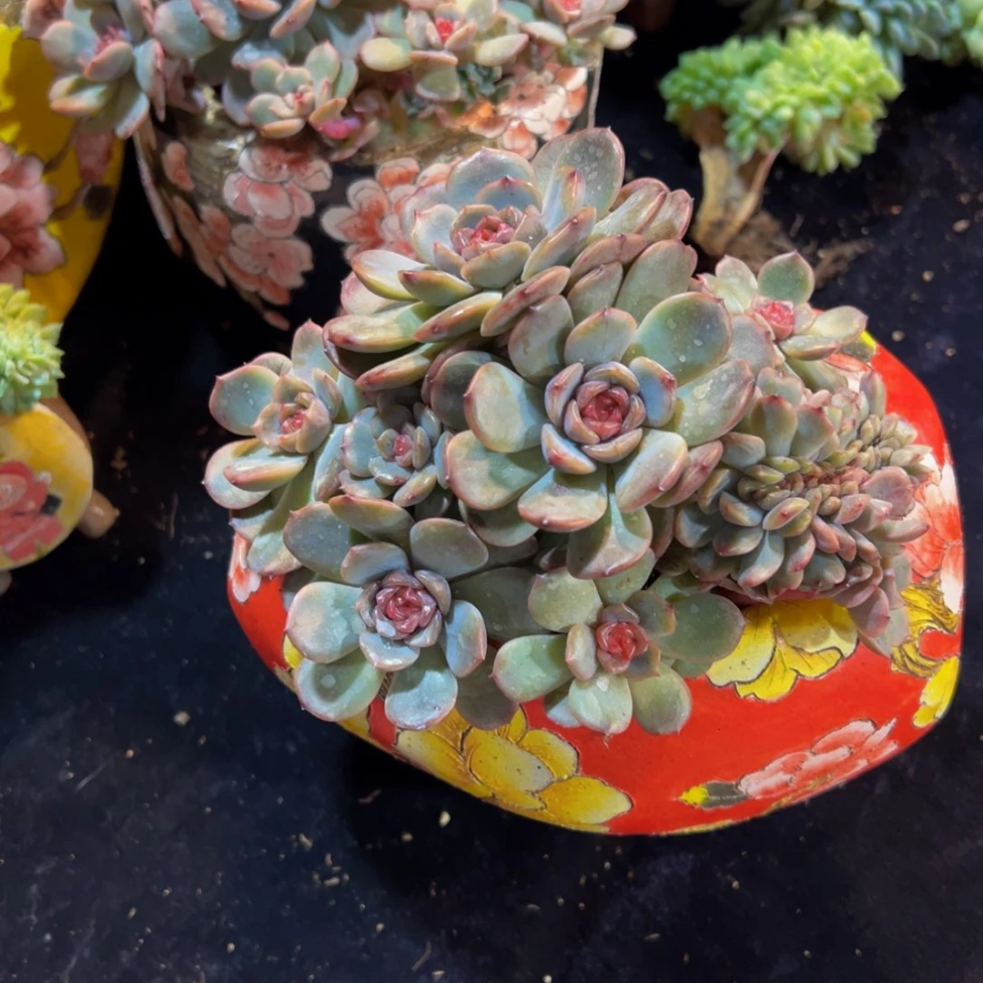 李*珊天天开心 天天开心